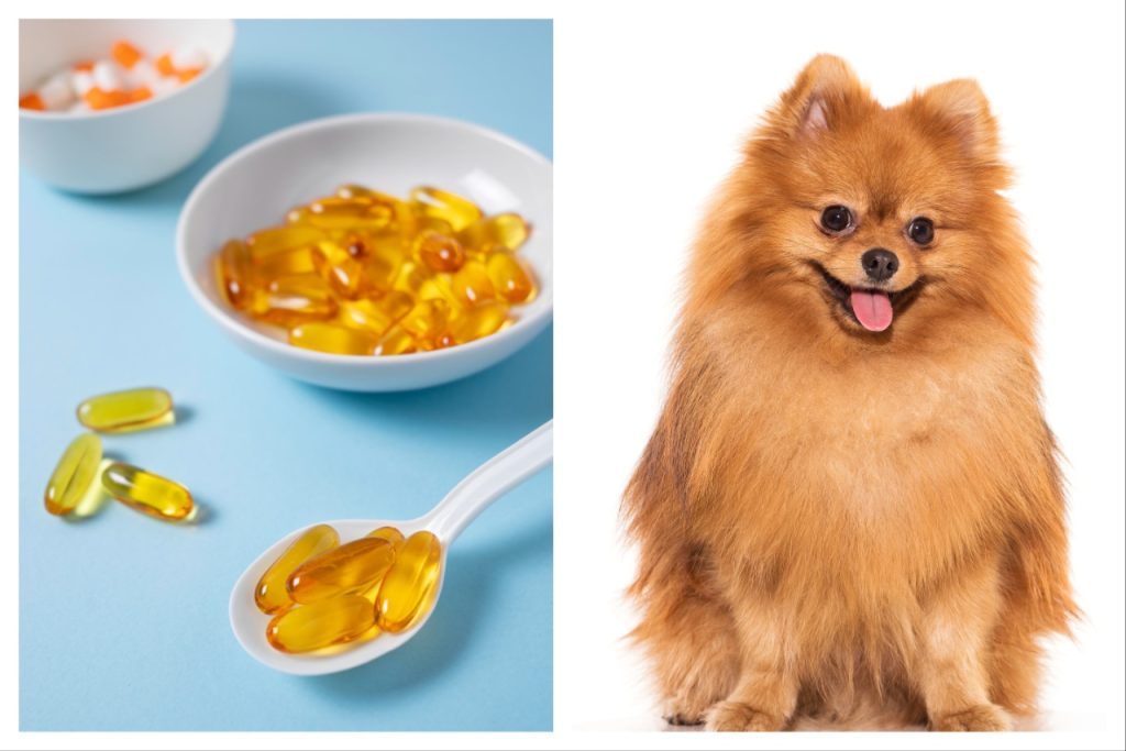 Fish Oil for Dogs