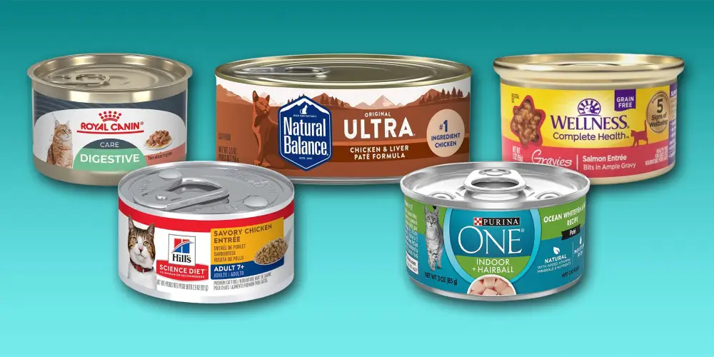 Best Wet Cat Food: Top Choices for Your Cat