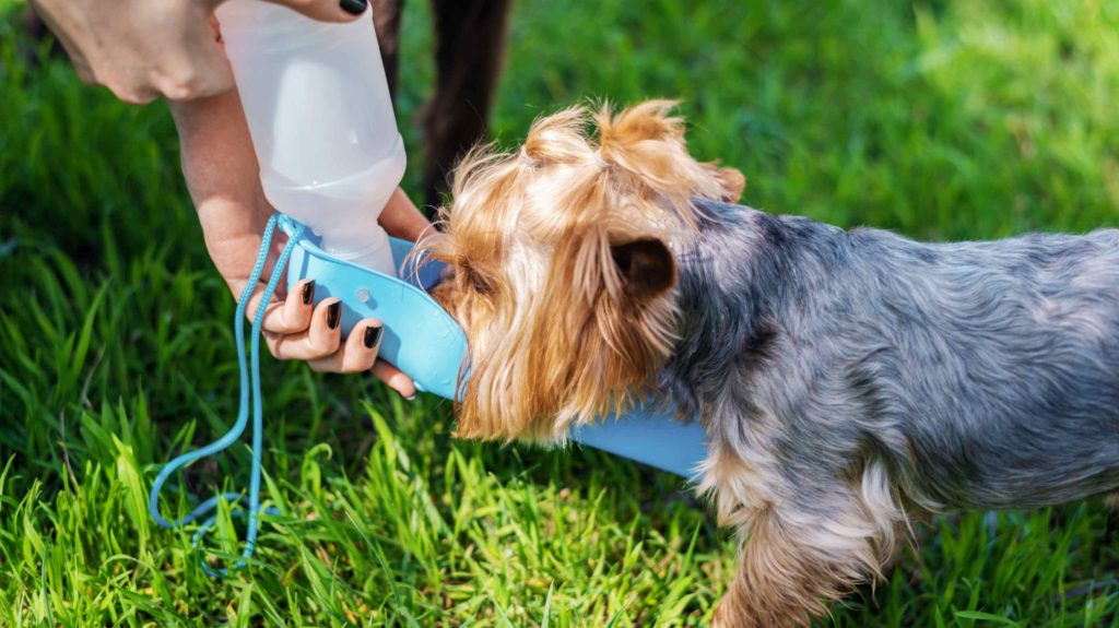 Fish Oil for Dogs