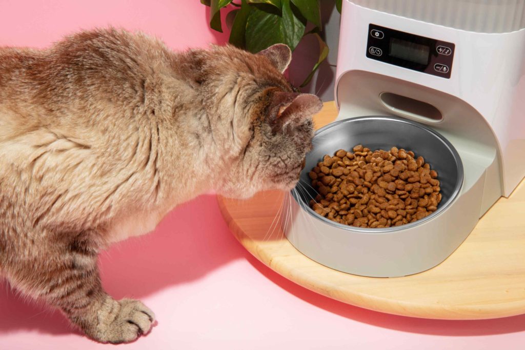 Best Cat Food for Sensitive Stomach