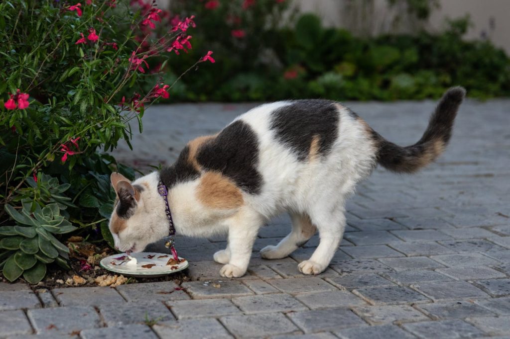 Best Dry Cat Food