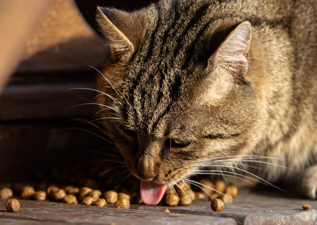 Cat Food for Urinary Health