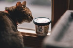 Cat Food for Urinary Health