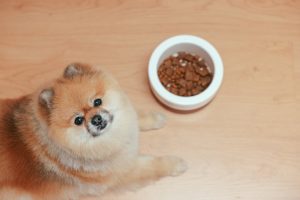 Best Dog Food for Allergies