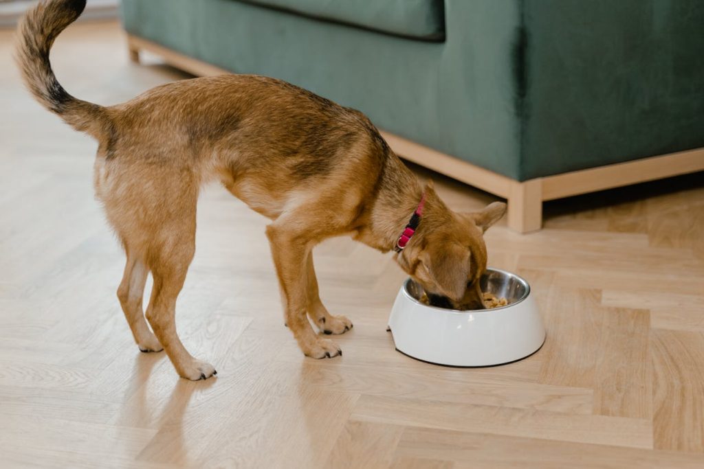 Best Dog Food for Allergies