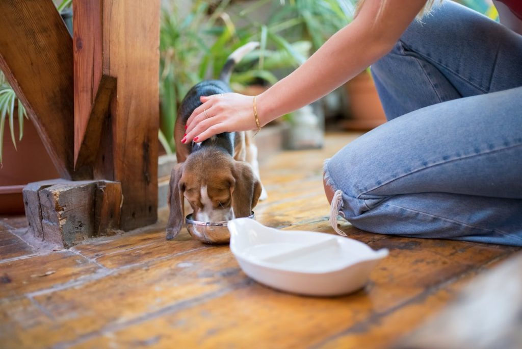 Best Dog Food for Sensitive Stomach